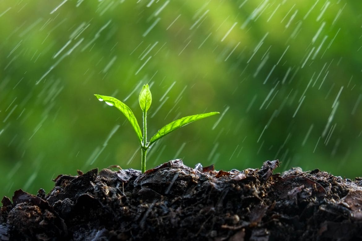 Musings of an Aunty Who Loves Metaphors